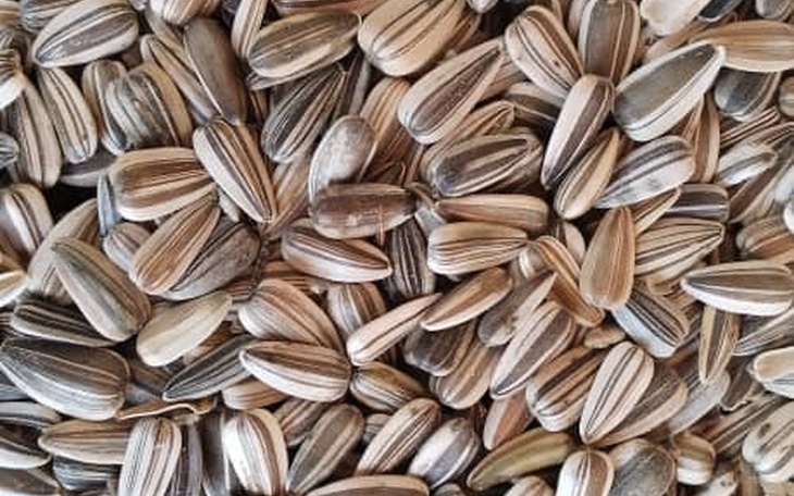 Sunflower 🌻 seeds ready for distribution to farmers as a means of impacting the farmers to produce sunflower in large scale in Mbingo two