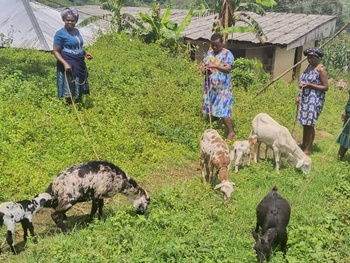 Young women engaged in goats farming