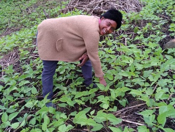 Beans production in Mbingo two. 2 weeks after planting