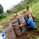 Irish potatoes farm at harvesting time