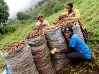 Irish potatoes farm at harvesting time