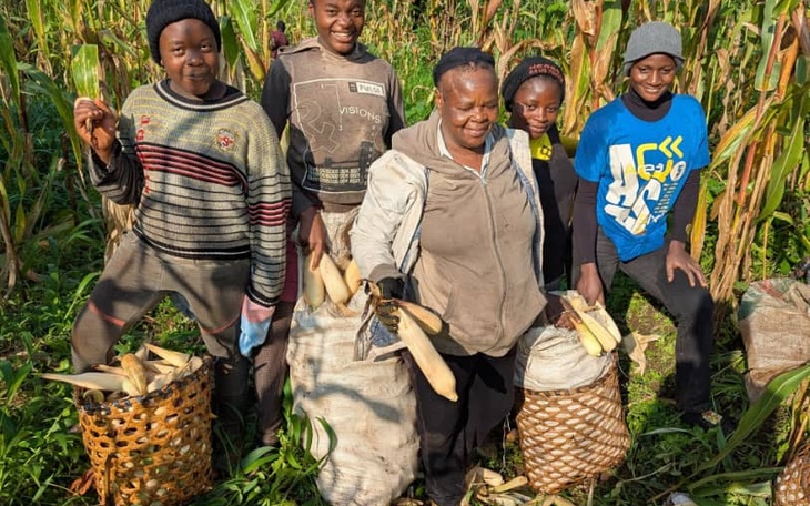 Unity Mixed Farming  Youths harvesting  their maize in their group farm