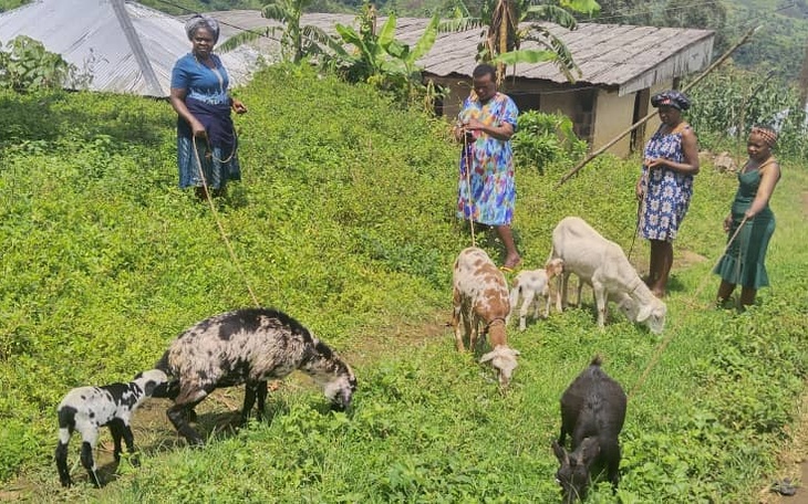Young women engaged in goats farming