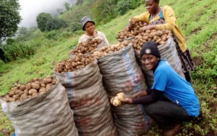 Irish potatoes farm at harvesting time