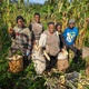 Unity Mixed Farming  Youths harvesting  their maize in their group farm