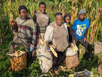 Unity Mixed Farming  Youths harvesting  their maize in their group farm