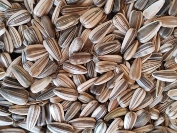 Sunflower 🌻 seeds ready for distribution to farmers as a means of impacting the farmers to produce sunflower in large scale in Mbingo two