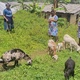 Young women engaged in goats farming